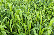 Load image into Gallery viewer, Regenerative Farm Coaching Program
