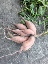 Load image into Gallery viewer, 10 LB Christmas Box — Regenerative Sweet Potatoes
