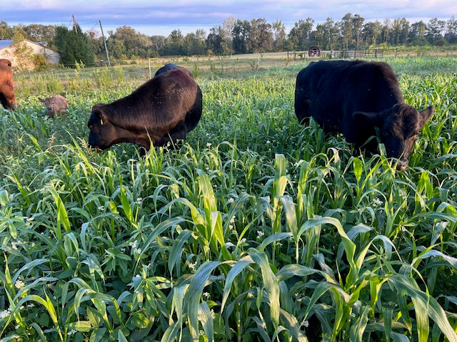 New Farmers: Regenerative Coaching (1-50 Acres)