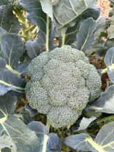 Load image into Gallery viewer, Grow Your Own Grocery Store
